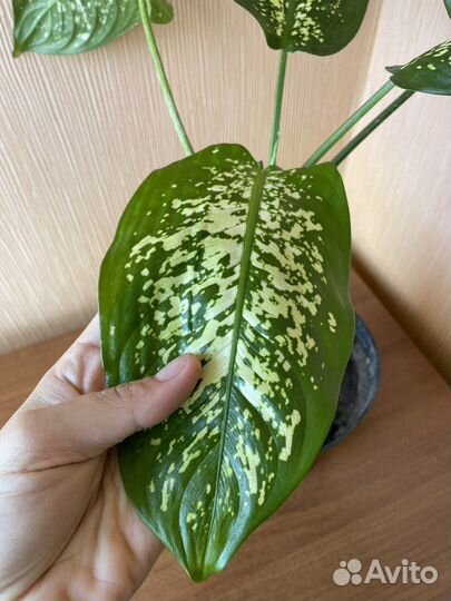 Диффенбахия