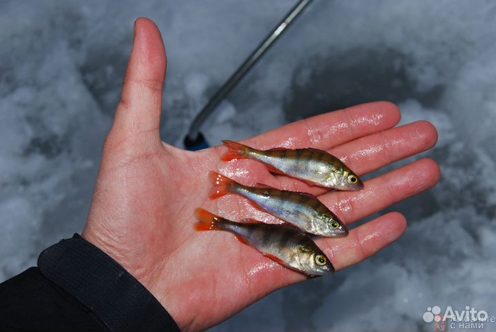 Продается живец