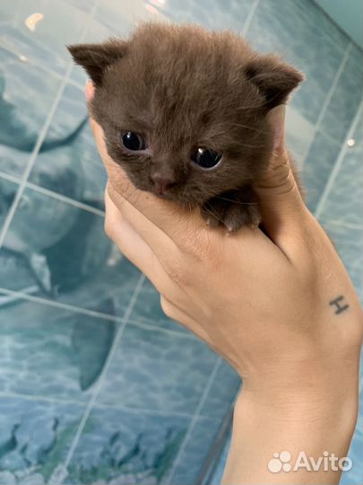 Британские котята