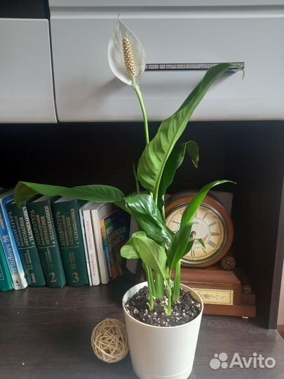 Спатифиллум