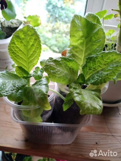 Комнатные растения