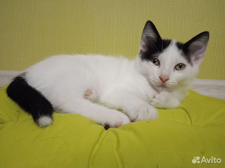 Котята в добрые руки приучены к лотку