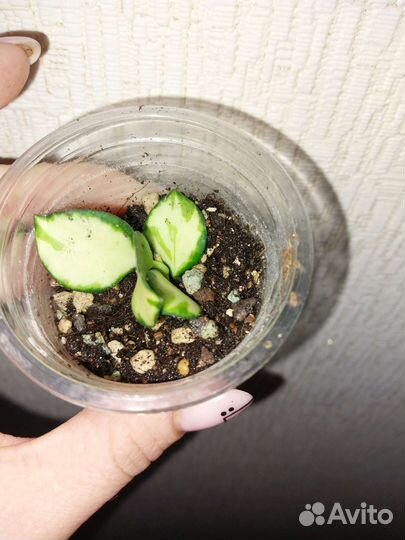 Хойи укорененные