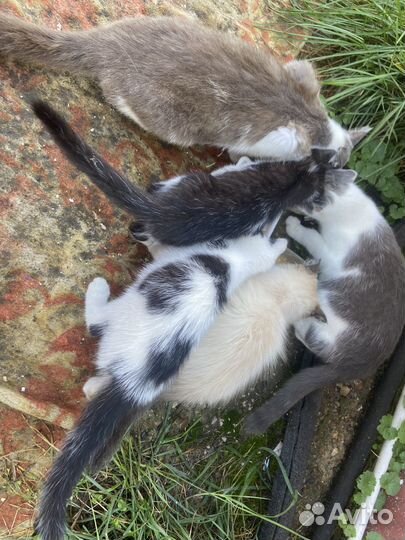Котятки в добрые руки