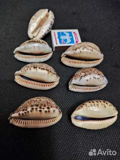 Ципрея арабика океаническая раковина
