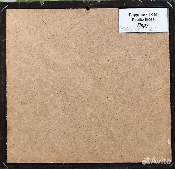 Бабочка парусник Тоас. Перу