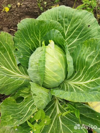 Домашние овощи