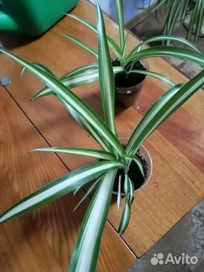 Хлорофитум