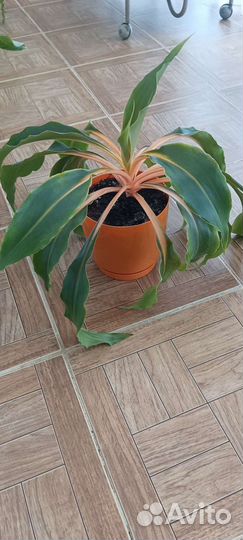 Хлорофитум оранж