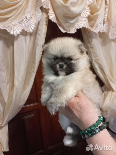Щенки шпица