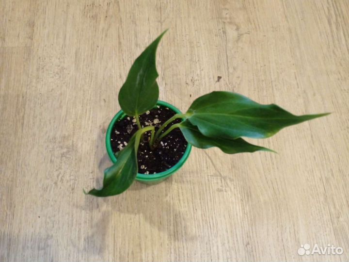 Антуриум лили