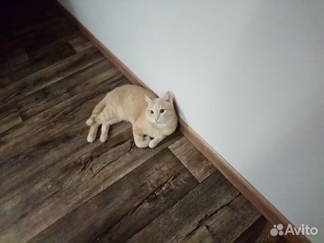 Отдам бесплатно в добрые руки кота