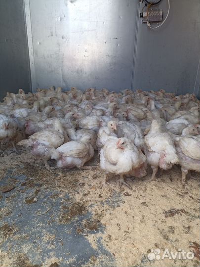 Цыплята броилера
