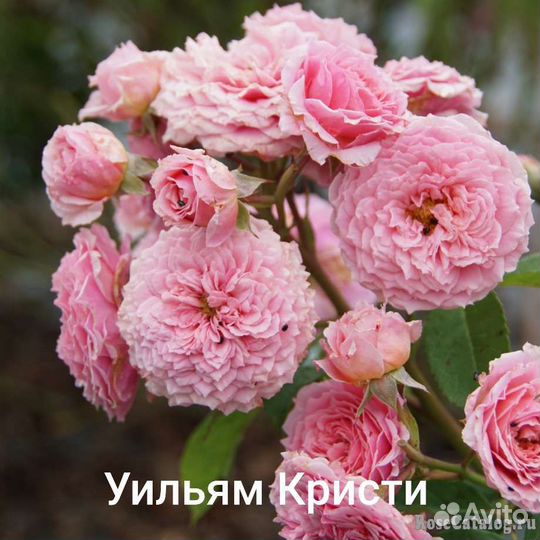 Саженцы роз