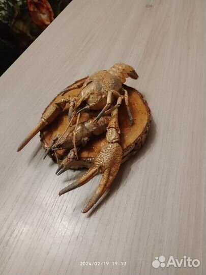 Чучело головы щуки