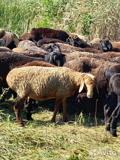 Продам ярочек эдельбаевской породы