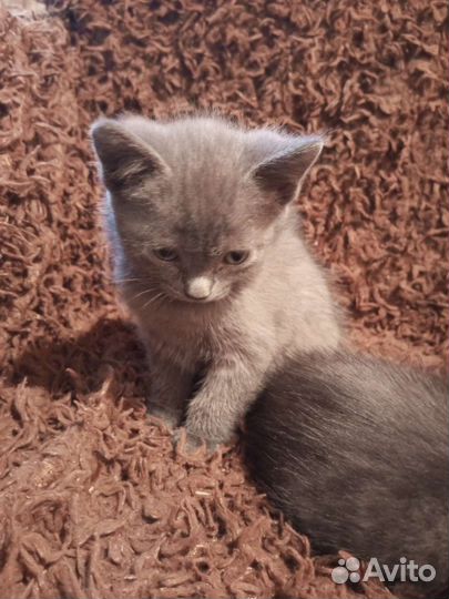 Кошка в дар бесплатно