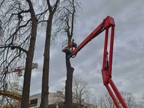 Спил деревьев любой сложности спилить дерево