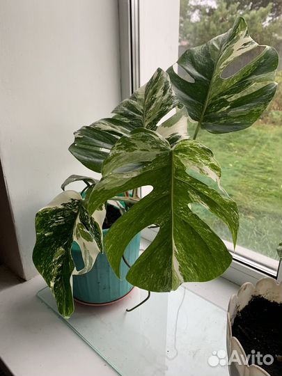 Монстера Альба вариегатная