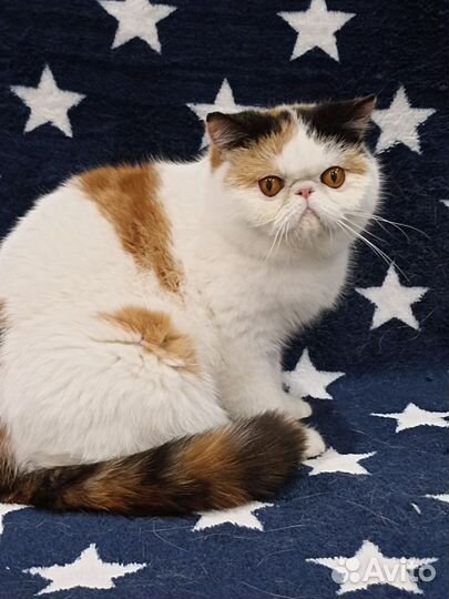 Красотулька калико