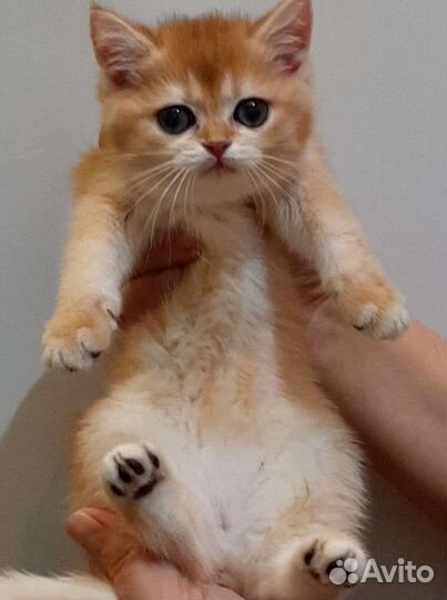 Котик золотой британский