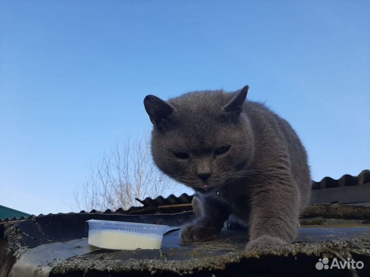 Котик британец или шотландец