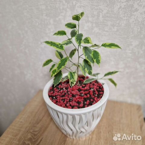 Фикус бенджамина