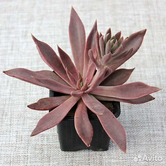 Суккуленты