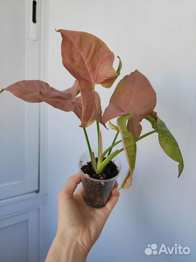 Сингониум, Маранта, Традесканция