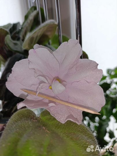 Сортовые фиалки