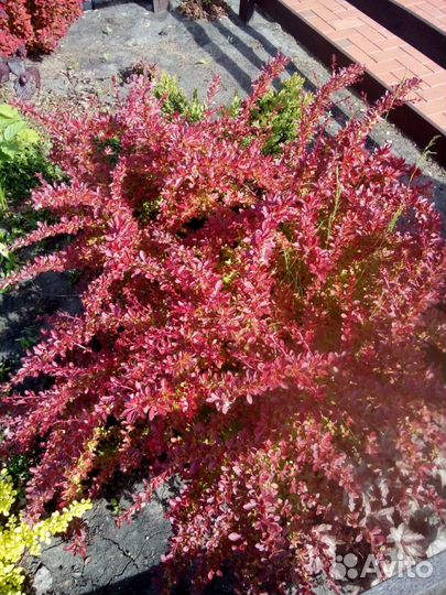 Питомник С, реализует декоративные растения