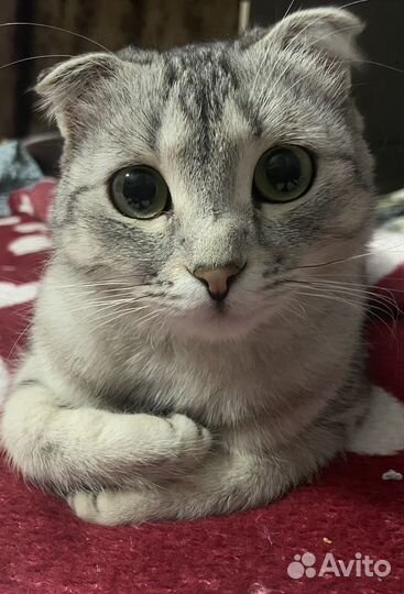 Кошка