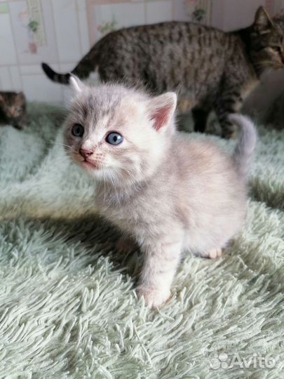 Отдаём милых котят