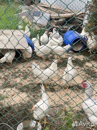 Куры несушки