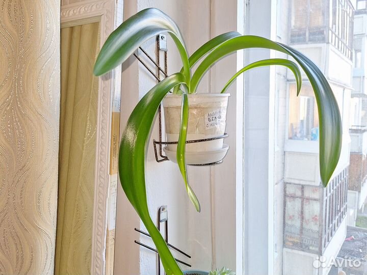 Гиппеаструм и амариллис