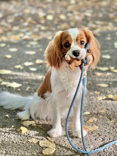 Выгул собак. Корректировка поведения. Догситтер