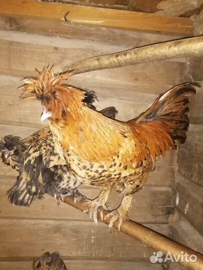 Павловский петух