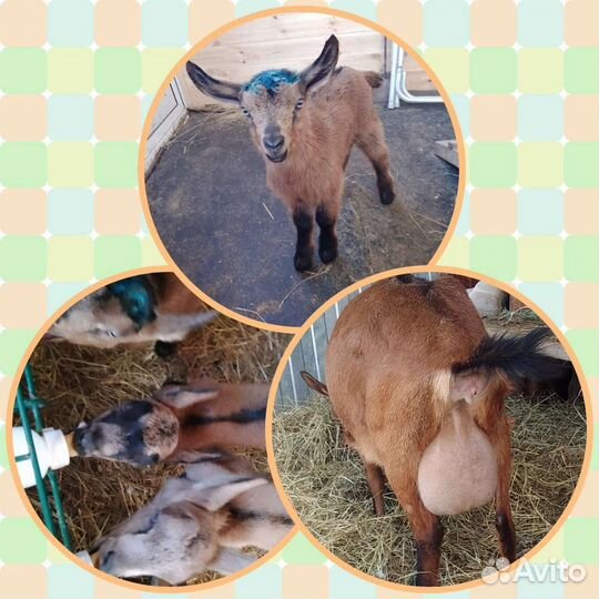 Альпийские козы