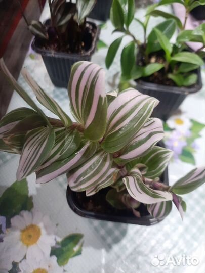 Комнатные цветы: Традесканции