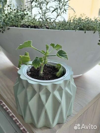 Пеларгония герань королевская