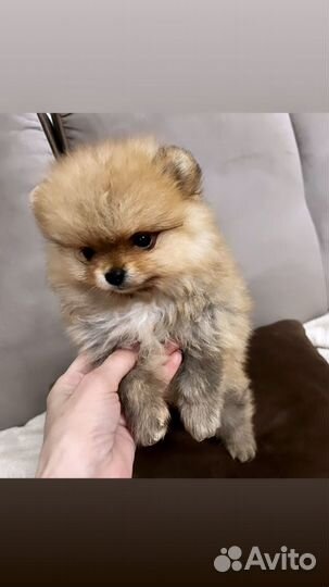 Померанский шпиц мини девочка