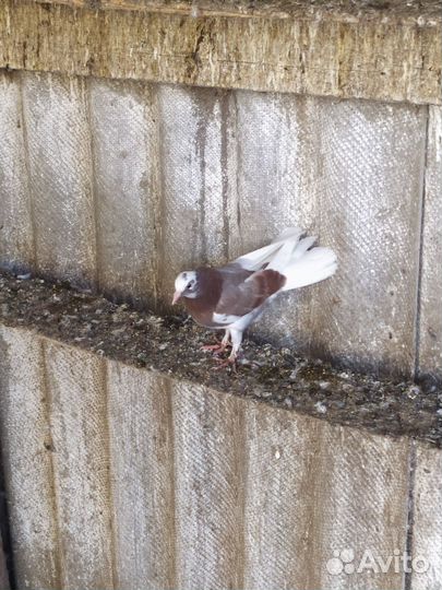 Голуби бакинские широкохвостые