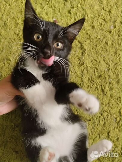 Котенок 3 месяца