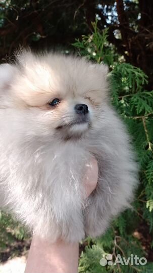 Померанский шпиц мальчик
