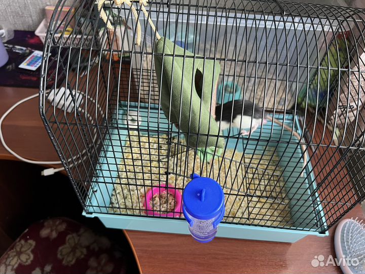 Продам крысу с клеткой