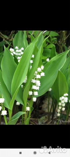 Ландыш садовый