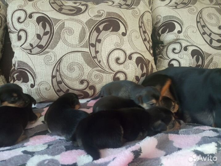 Той-терьер щенки