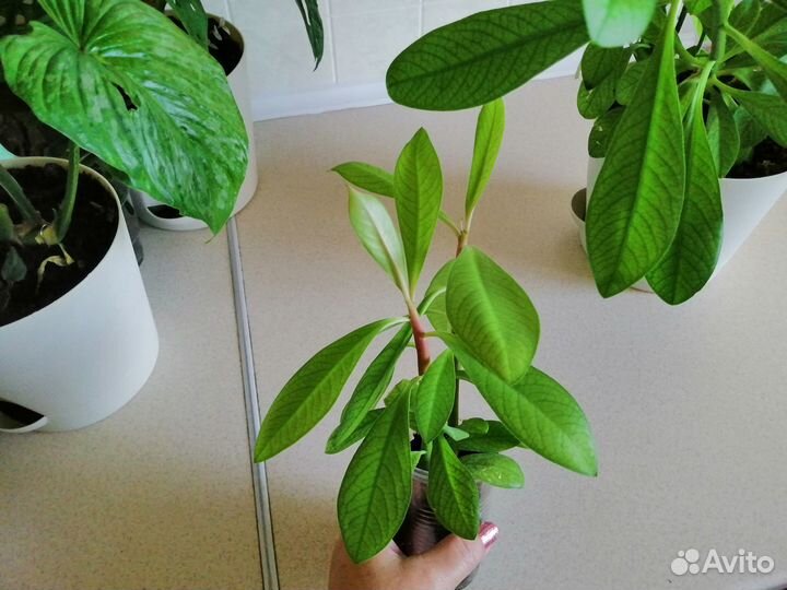 Синадениум Гранта, Филодендрон Миканс