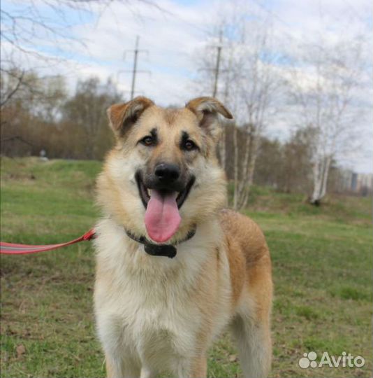 Ласковая девочка Винки