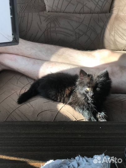 Черный пушистый котенок